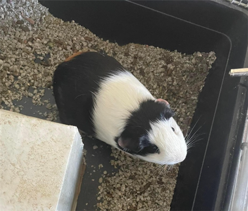Bugsy
